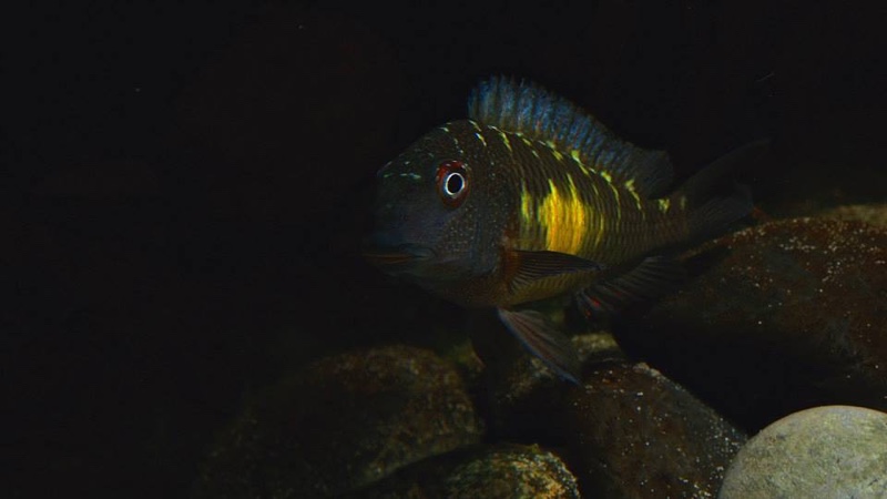Tropheus moorii 'Kalambo Lodge'